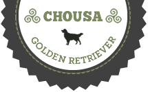 Golden Retriever Chousa