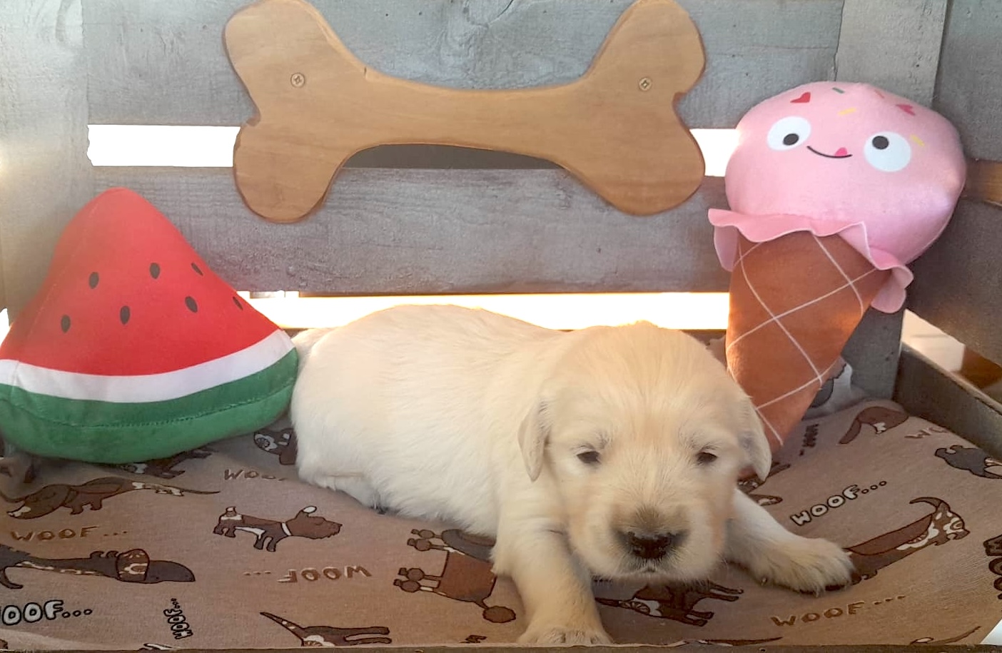 Camada Golden Retriever Chousa verano 2025 1
