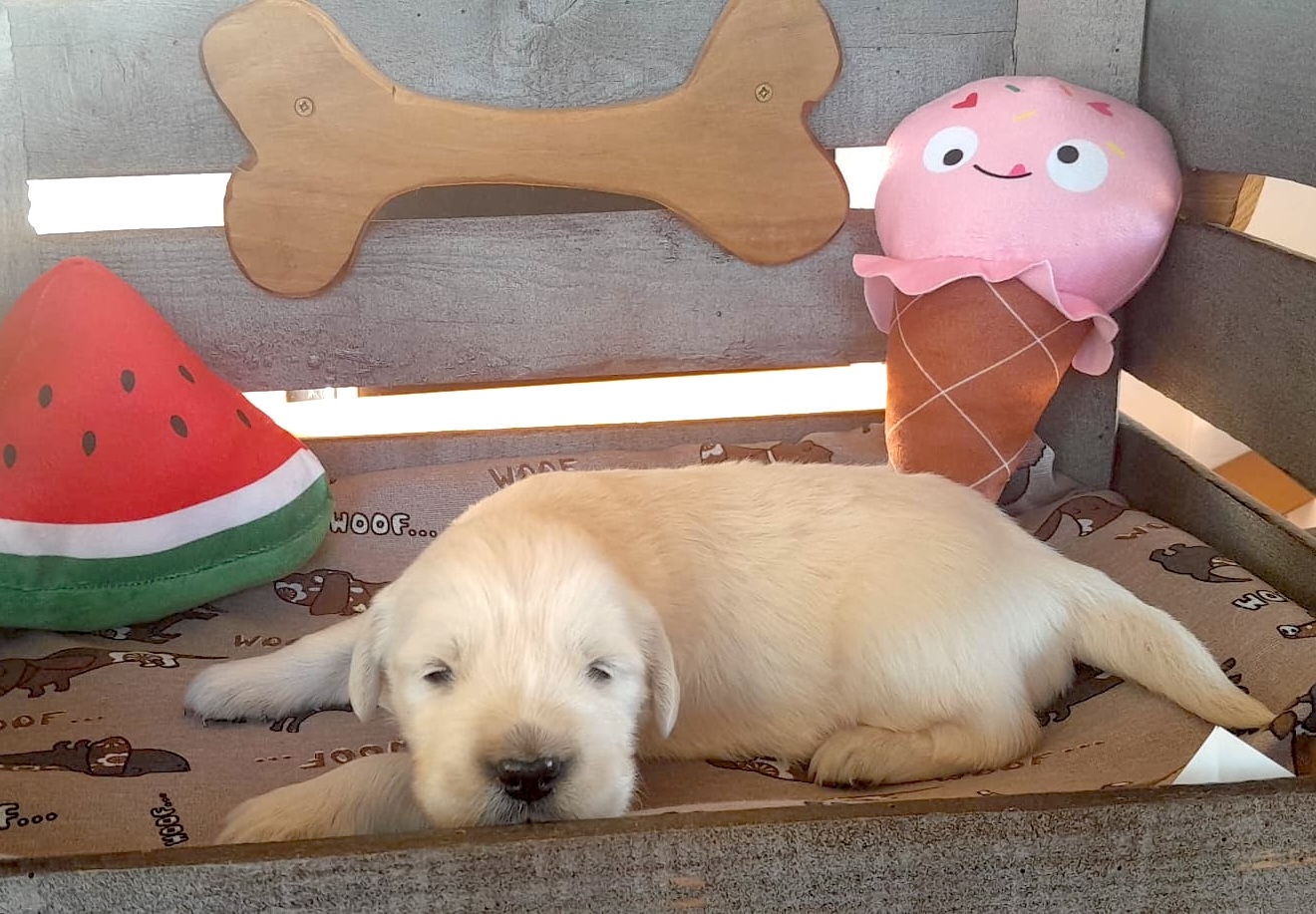 Camada Golden Retriever Chousa verano 2025 2