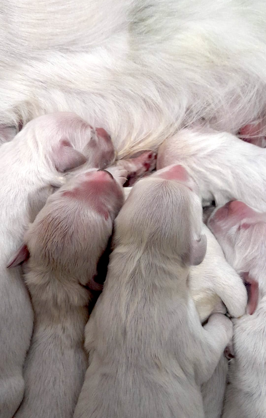 Golden retriever Chousa camada octubre 2025