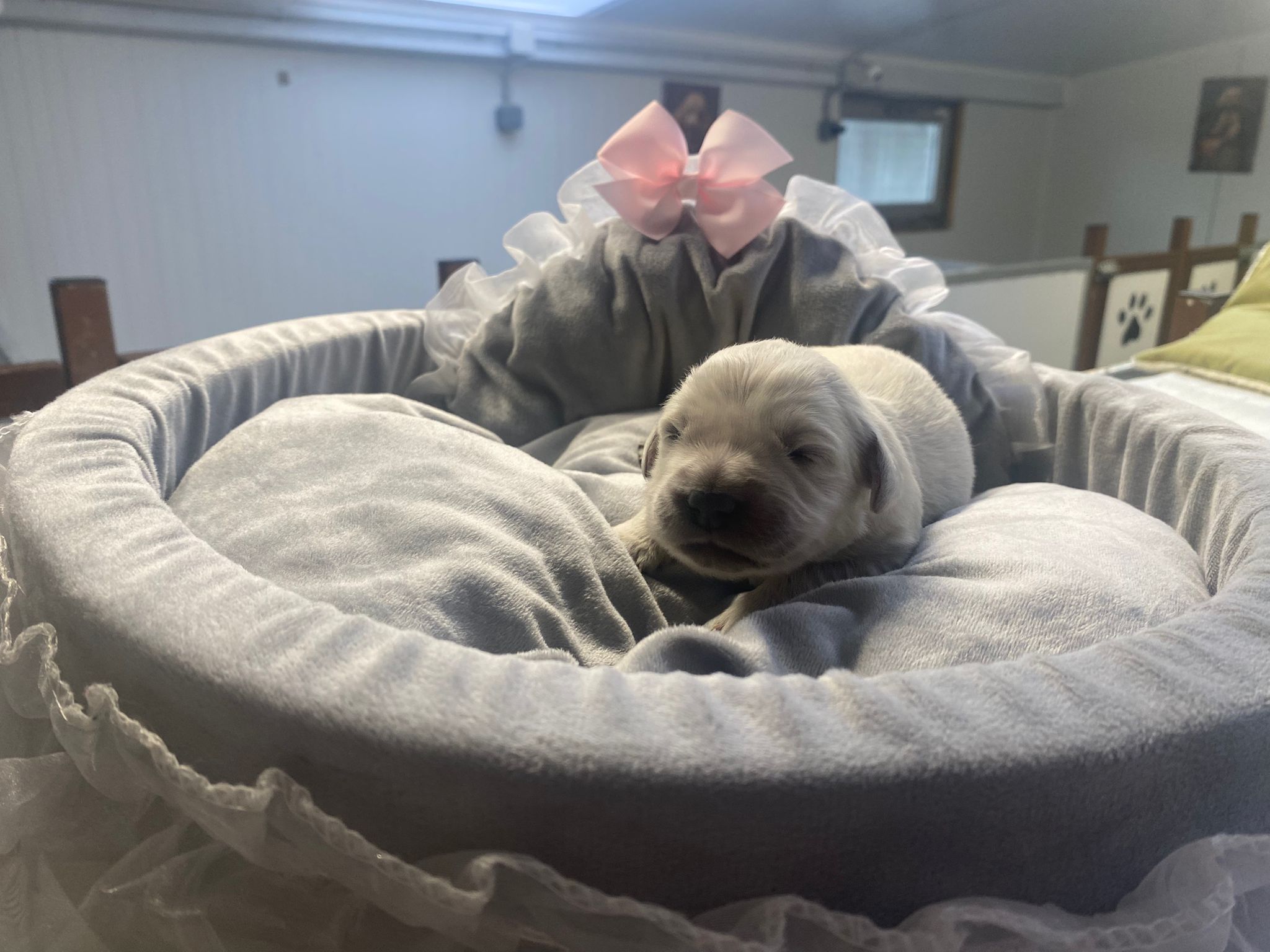 golden-chousa-cachorro