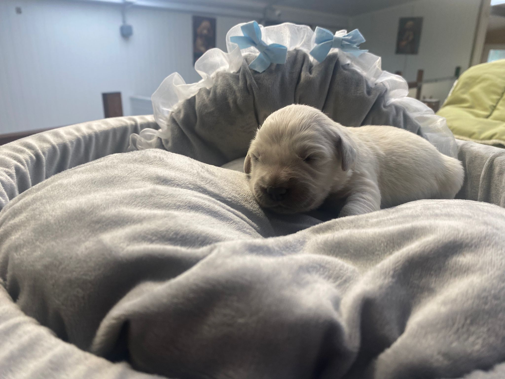 golden-chousa-cachorro