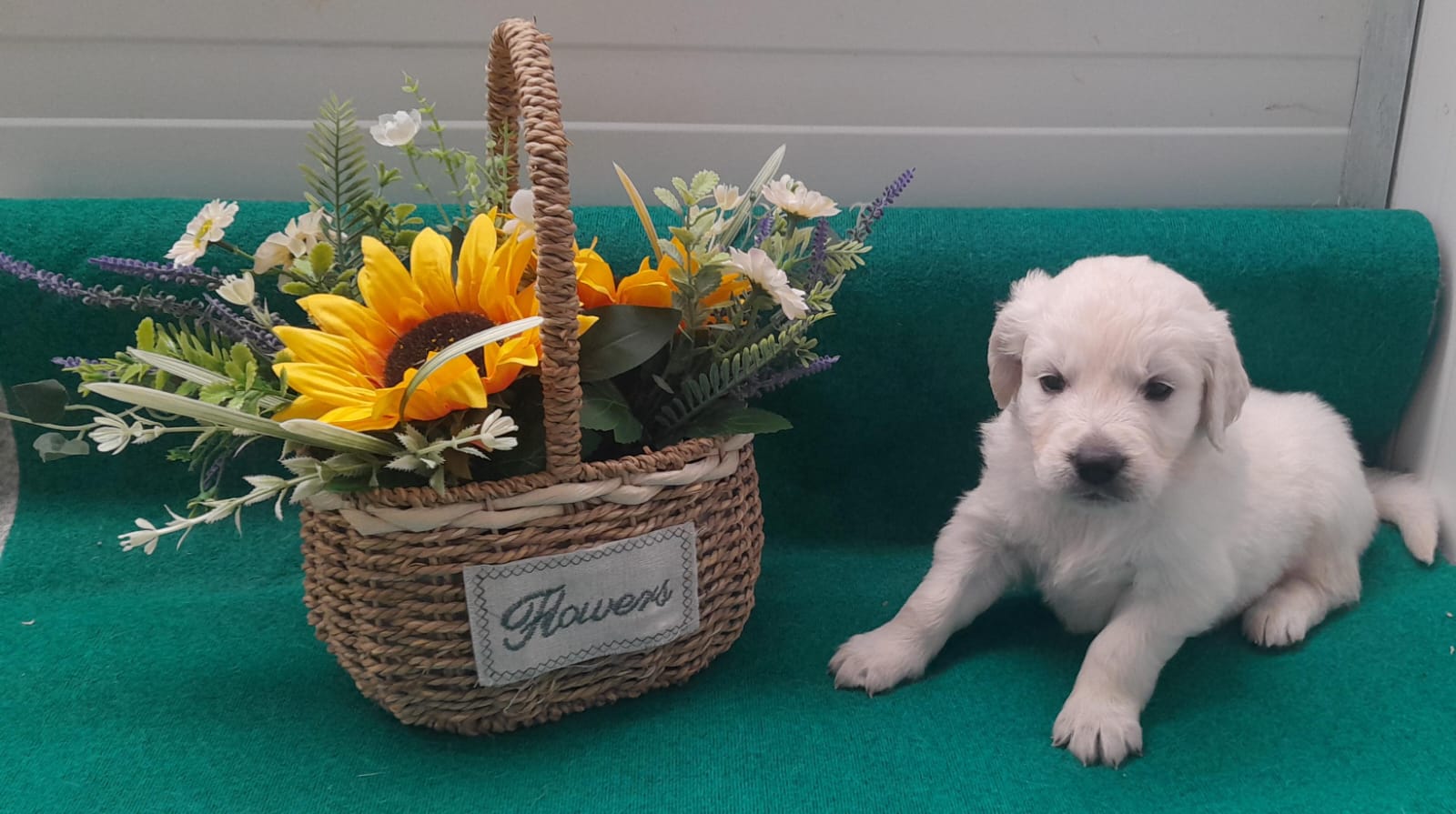 cachorro-goldenRetriever-2026