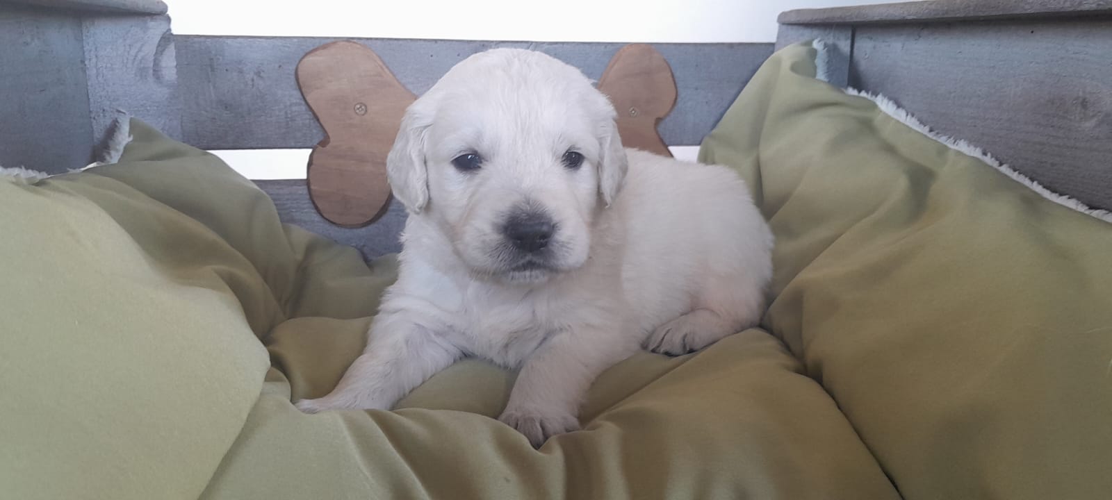 camadas golden retriever marzo 2026