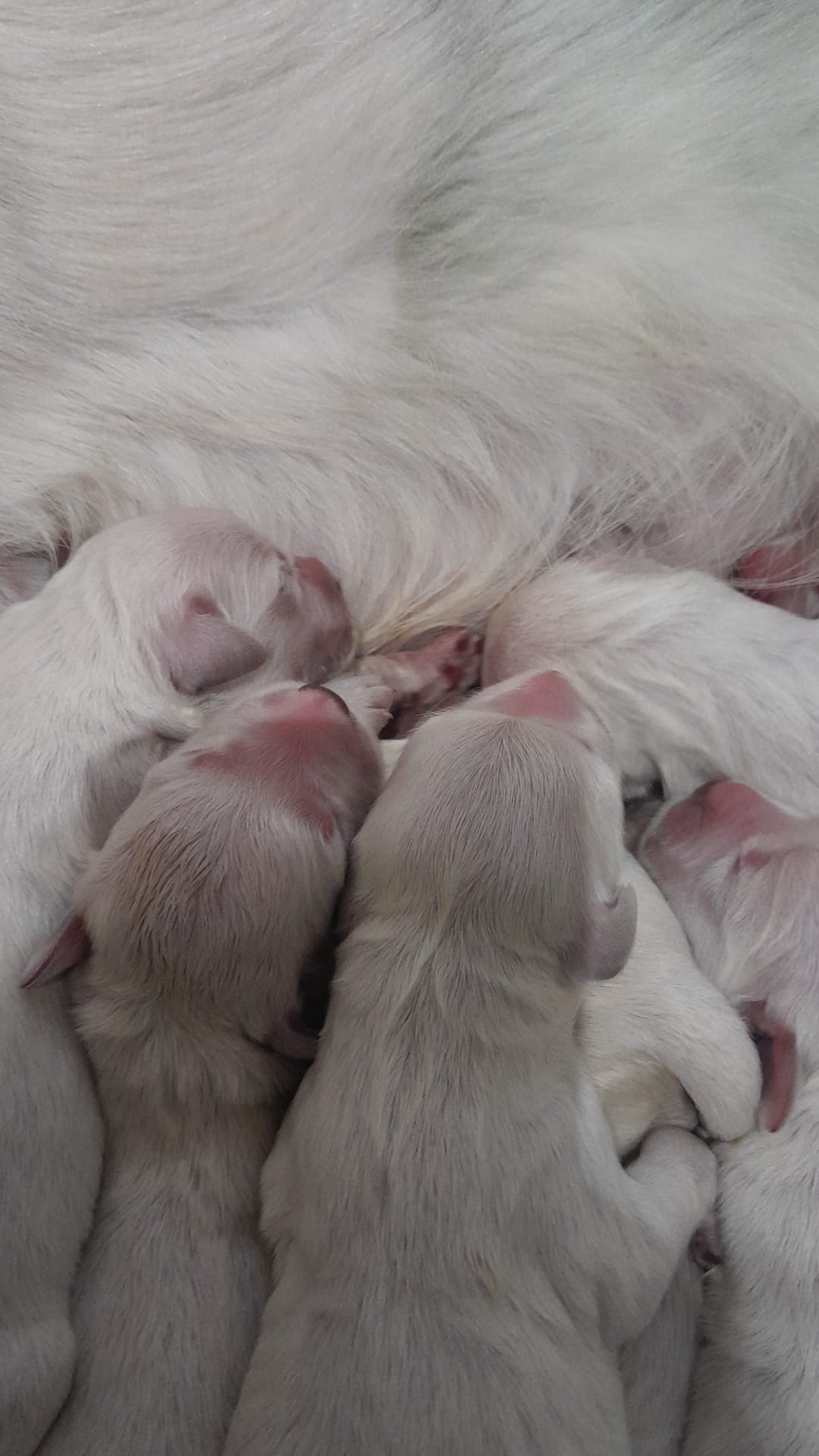 camada-golden-retriver-mayo-2026