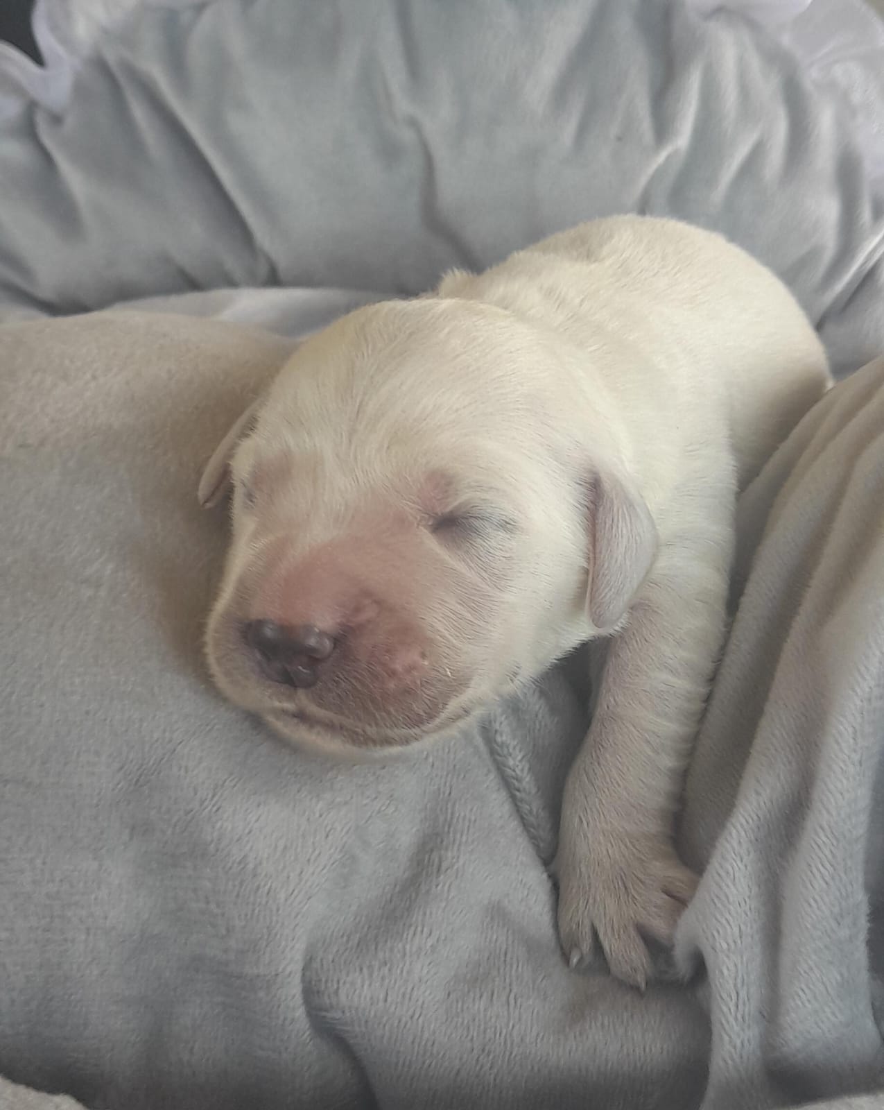 camada-golden-retriver-mayo-2026b